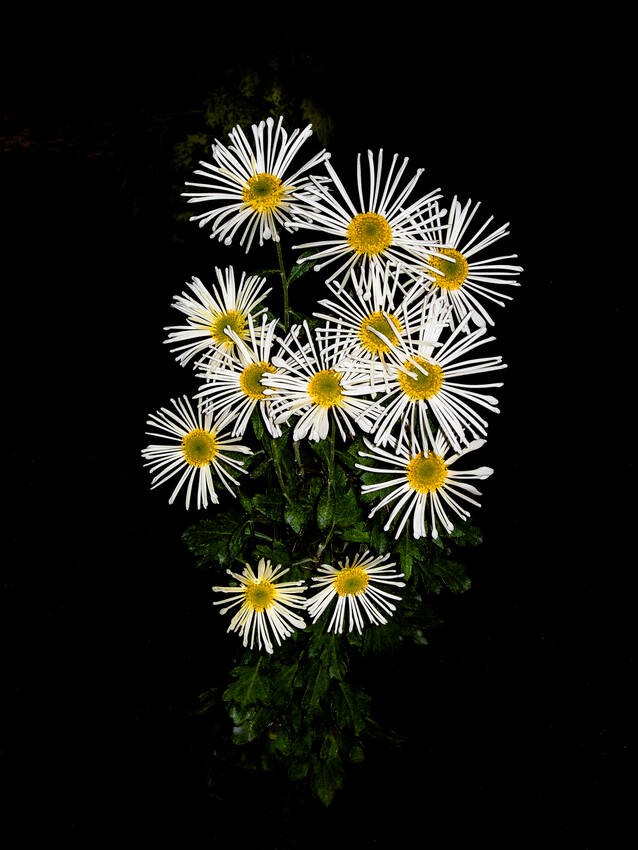 CHRYSANTHEME DSCN4113 lucas DAVID.jpg