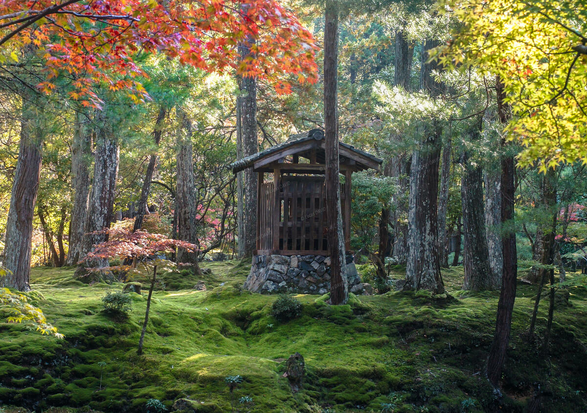 SAIHOJI 02 07011013 KYOTO Lucas DAVIDjpg FILI2