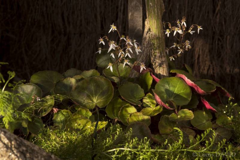 au pied des érables, le saxifrage arraignée en fleur