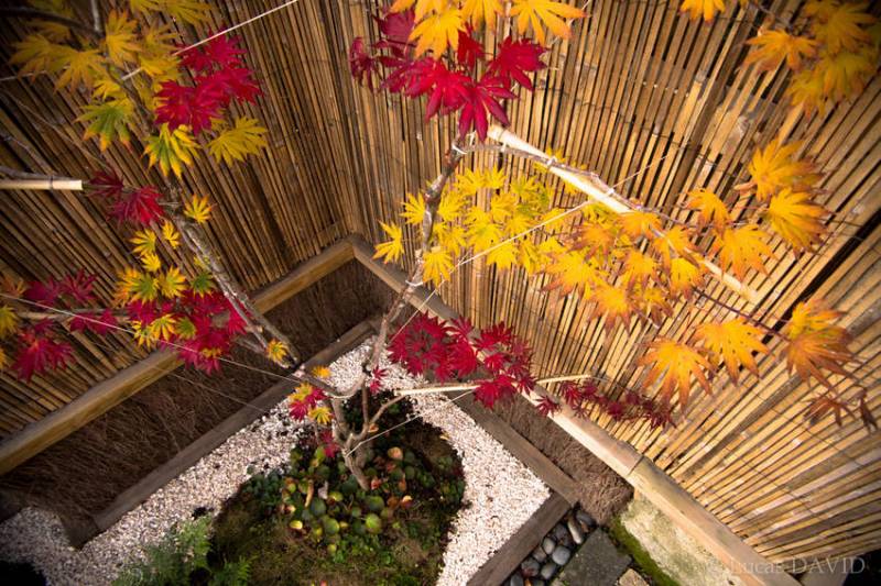 feuillage spectaculaire des érables japonais à l'automne