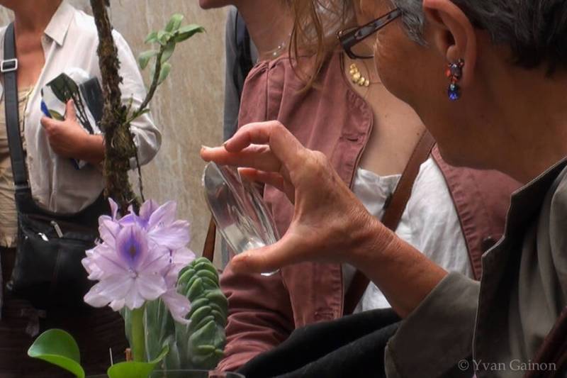 Fleur d'une jacinthe d'eau... 