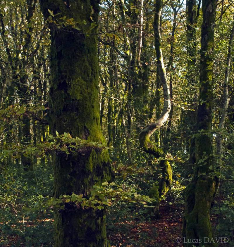 Arbre serpentin