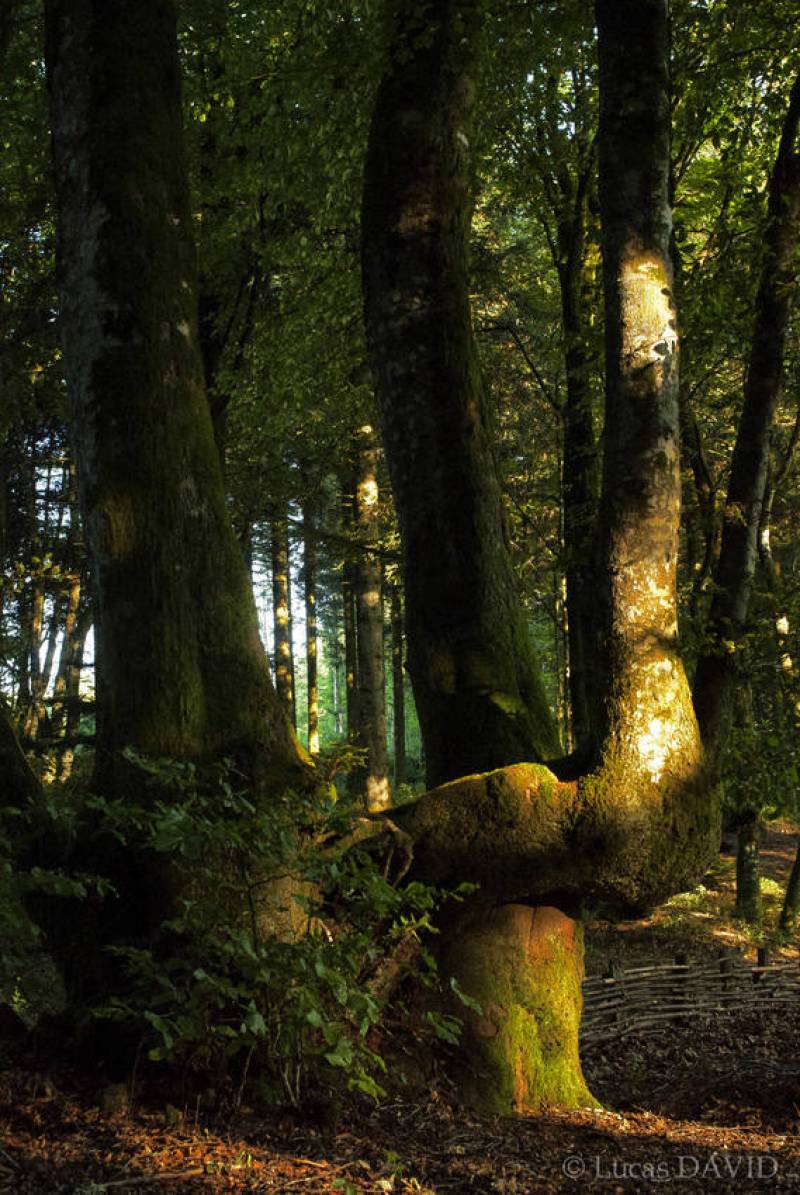 Arbres enlacés
