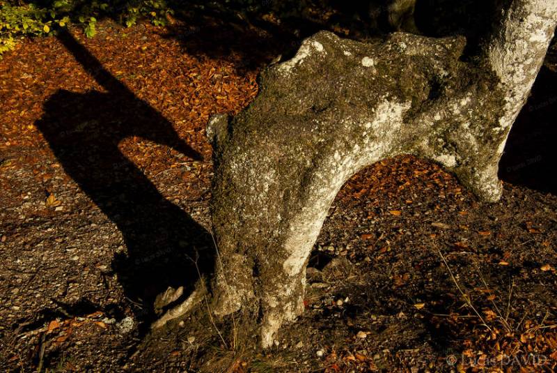 arbre hypocampe