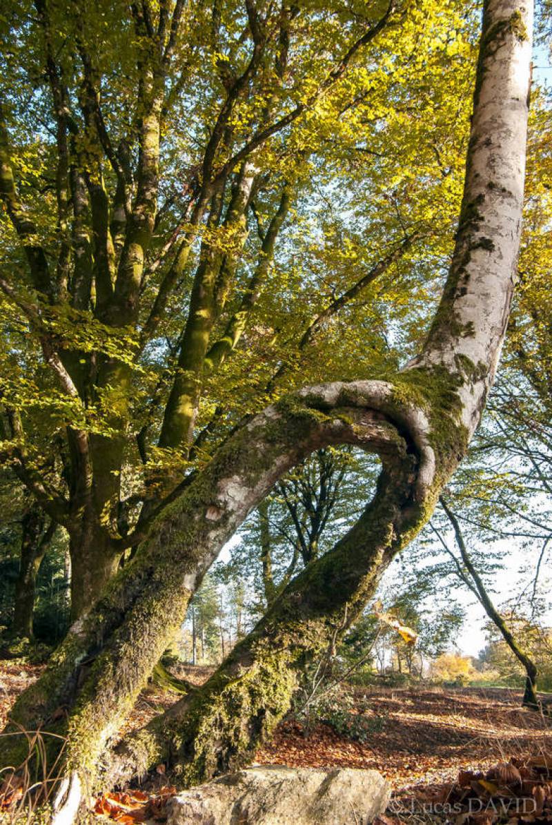 Arbre en mouvement