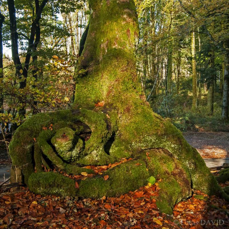 Arbre spirale