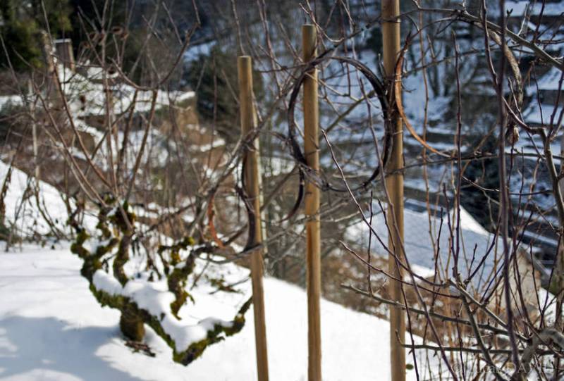Pommiers amoureux en hiver