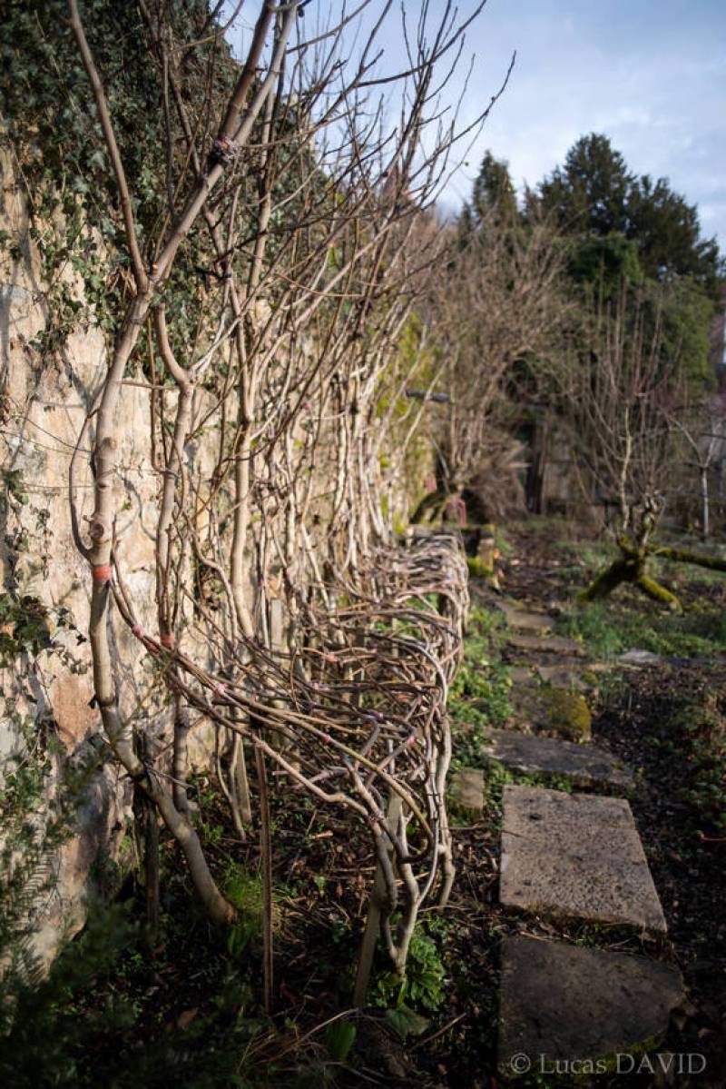 Bancs-figuiers de 6 mètres de longs. Vue en hiver