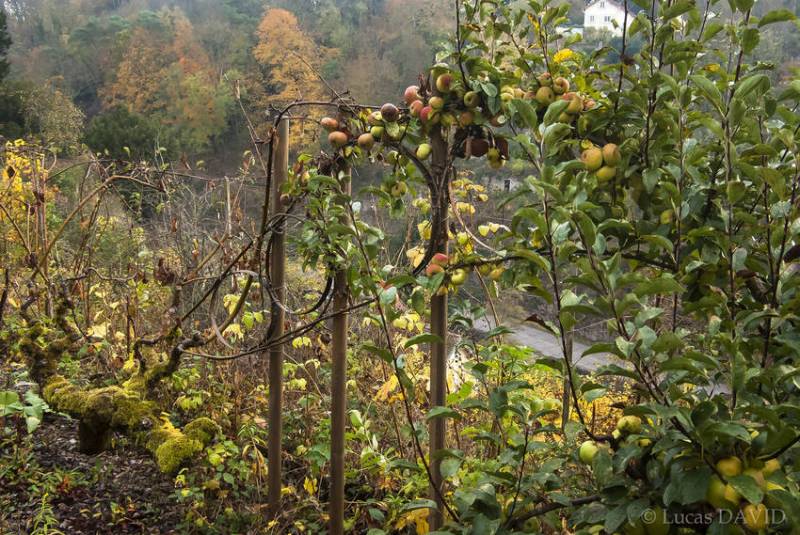 Pommiers amoureux à l'automne