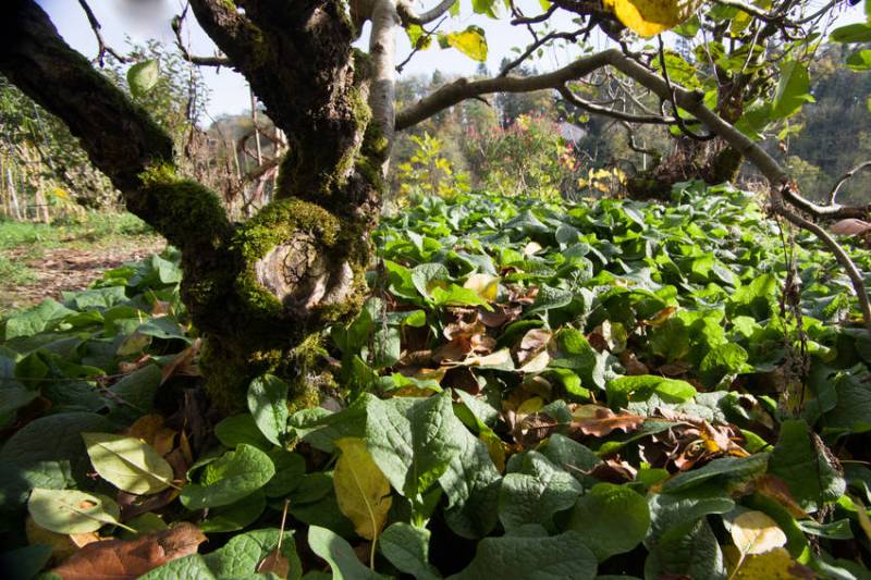 Petite consoude indispensable fixatrice d'azote des jardins...