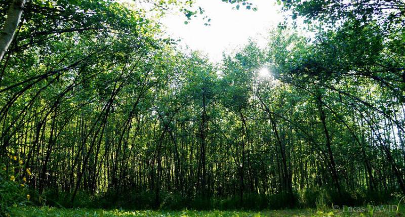 Cirque d'arbres en 2016