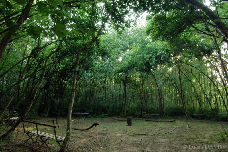 Cirque d'arbres en 2017 avec scénographies en banc de jardins