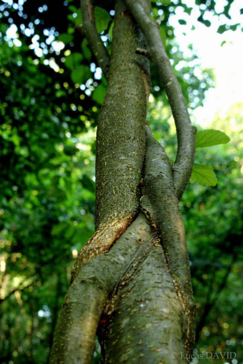 Multiples soudures entre 3 aulnes tressés