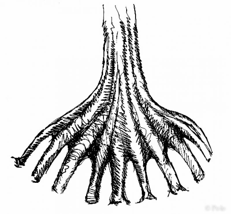 Cirque d'arbres en 2057, dessins Polo