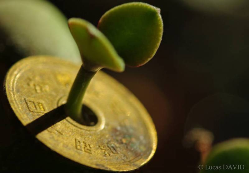 La plante qui fait pousser l'argent...