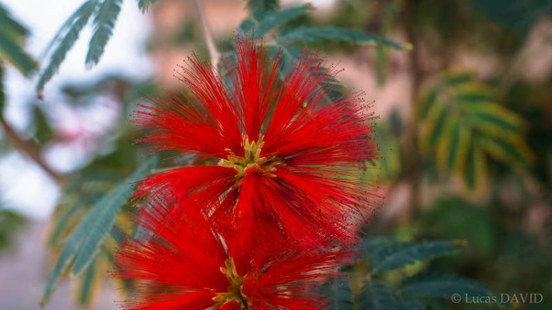 Caliandra du Mexique aux étamines saillantes rouges...