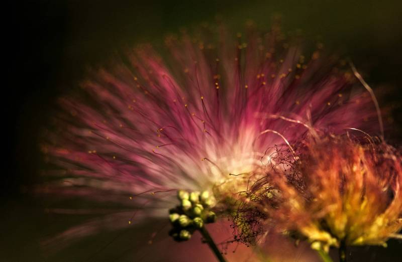 fleurs aux étamines démesurées et spectaculaires de l'arbre qui dort...