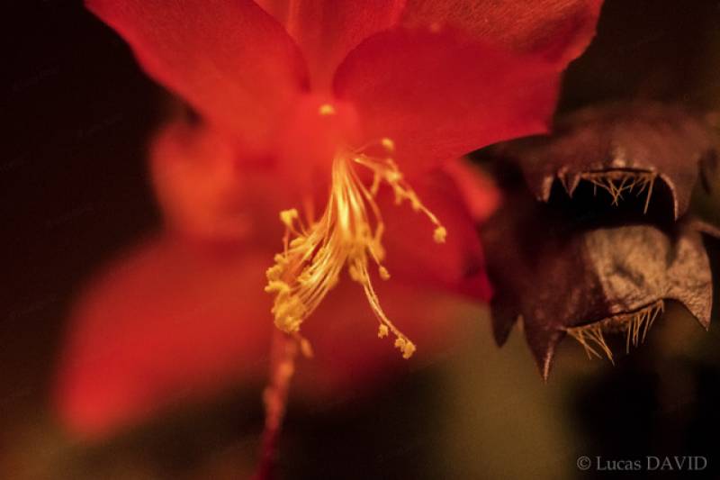 Feuilles et fleurs étranges du Schlmbergera...