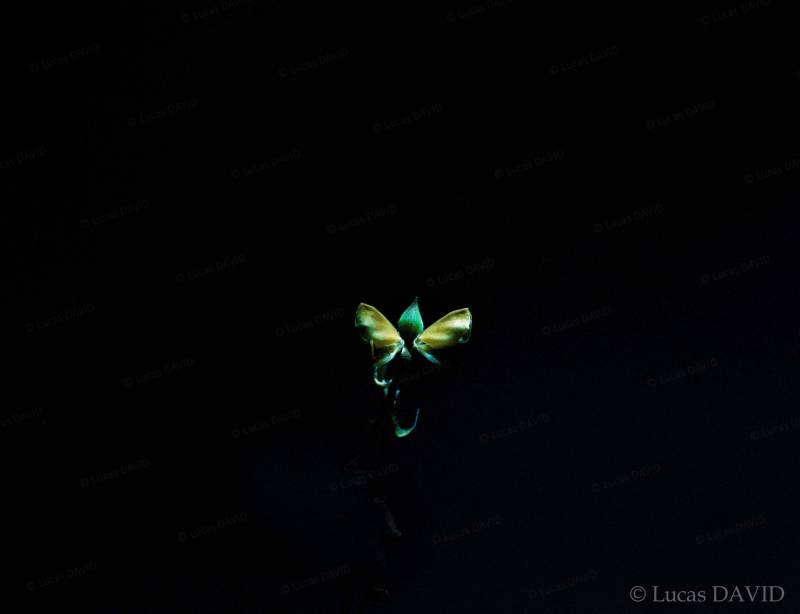 La fleur de la plante qui danse