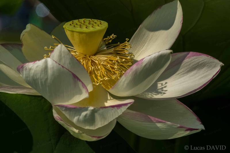 La fleur du lotus