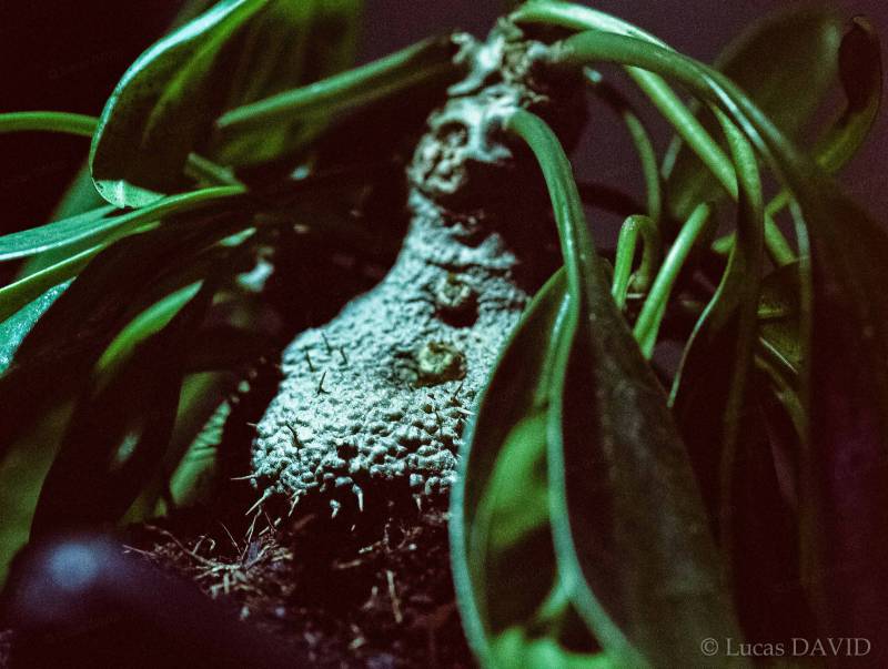 La plante à fourmis