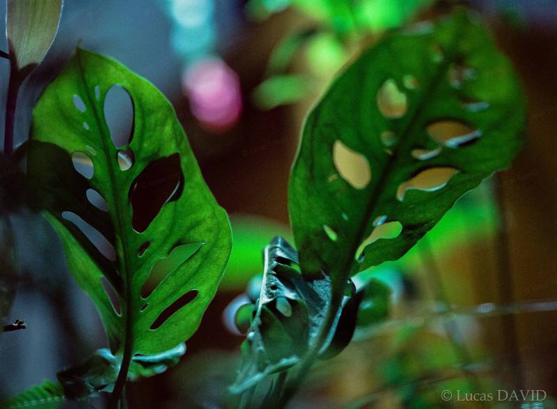 La plante gruyère