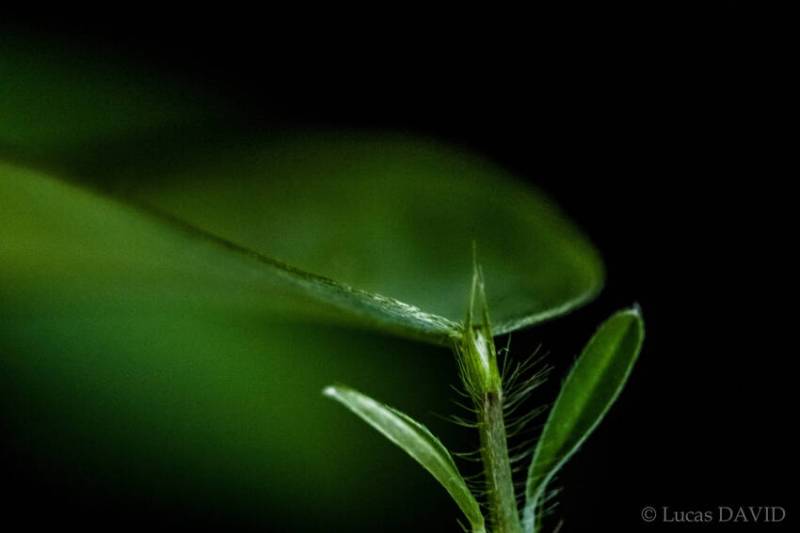 La plante qui danse...