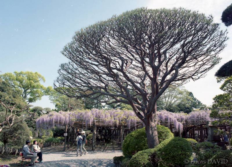 En premier plan de la glycine en fleurs, un arbre taillé qui n'est pas sans rappeler les drageonniers de Socotra...