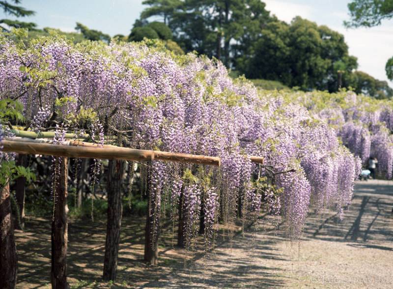 Pluie de fleur de glycine...