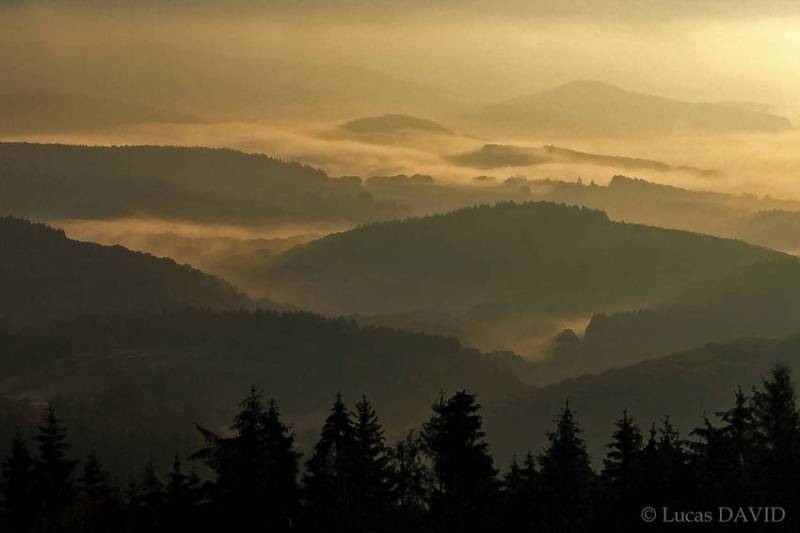 Forêt lointaine