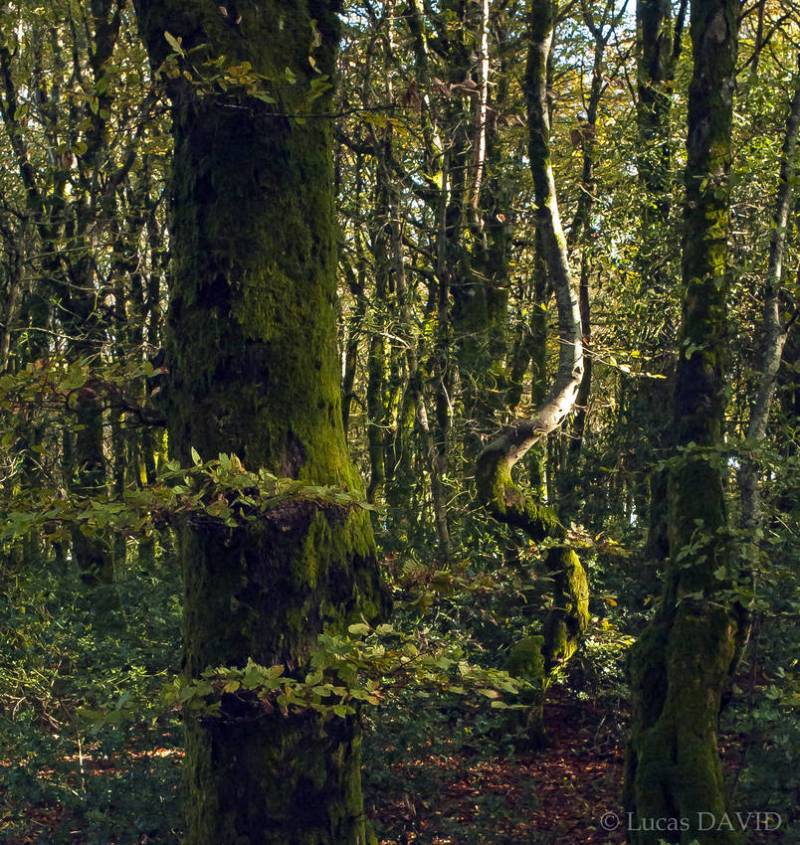 Poésie de l'arbre