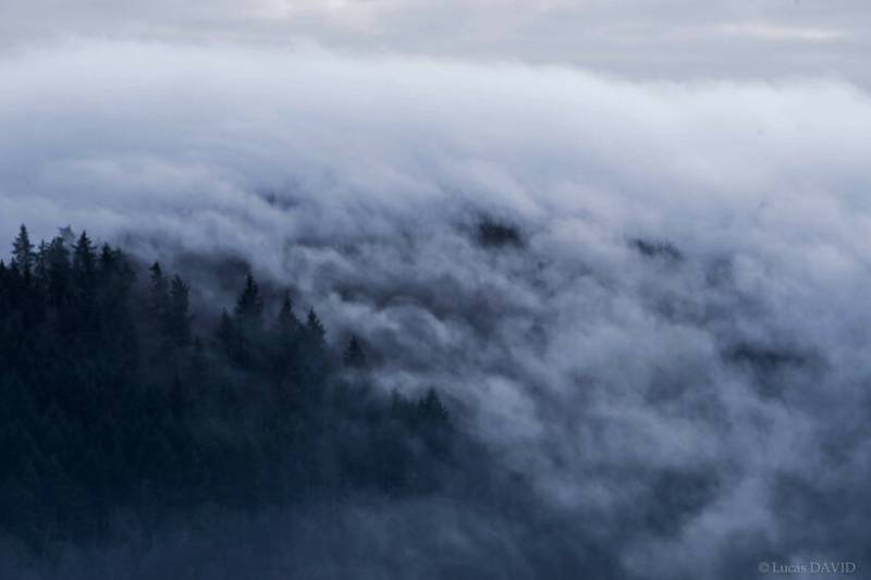 Forêt de conifères dans la brume
