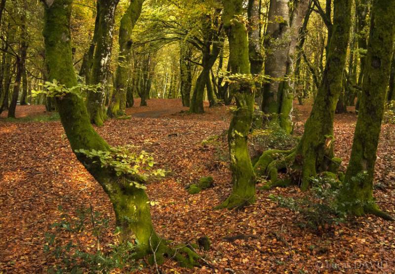 En forêt...