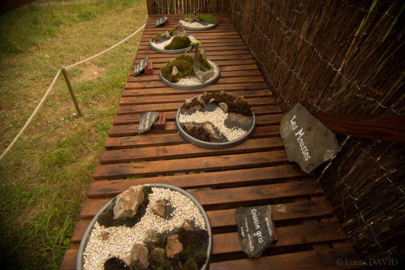 Paysages miniatures de mousses