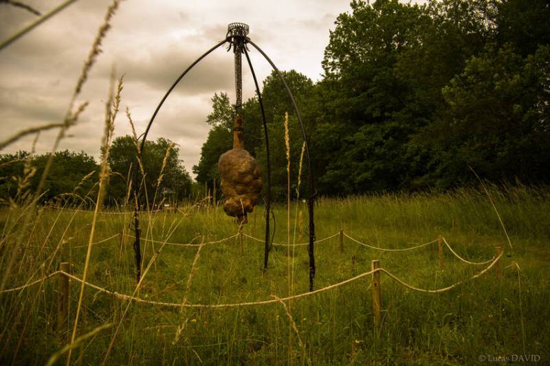 La loupe, excroissance de bois