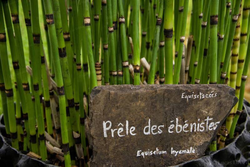 apparition des prêles, - 390 millions d'années