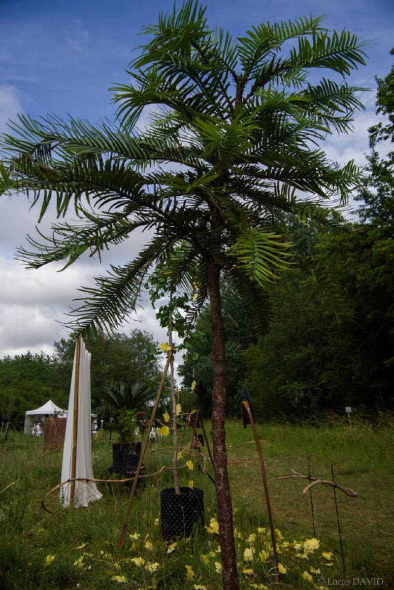L'arbre le plus rare...