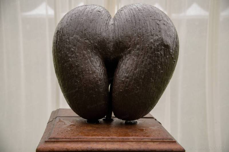 Coco-fesses, la graine la plus grosse...