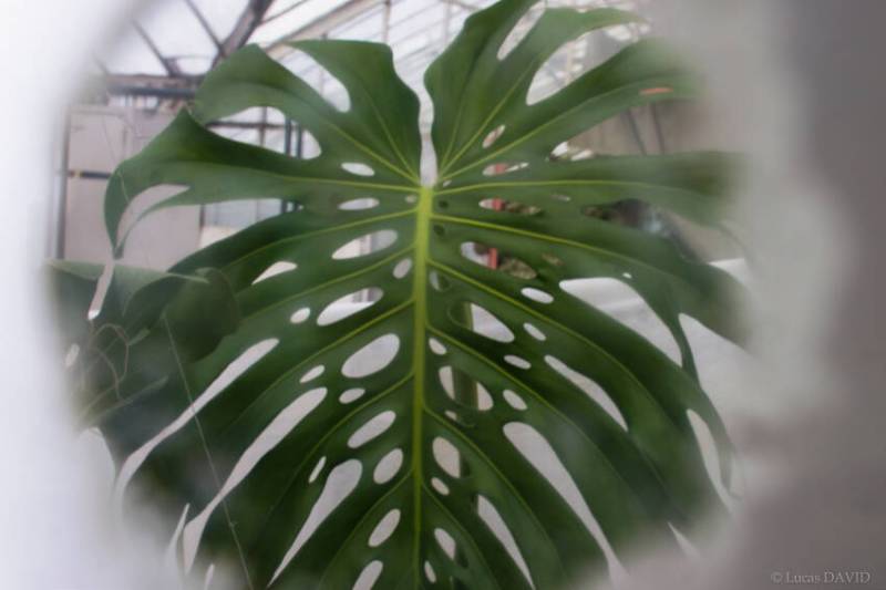 le Monstre délicieux, proche cousin de la plante gruyère...