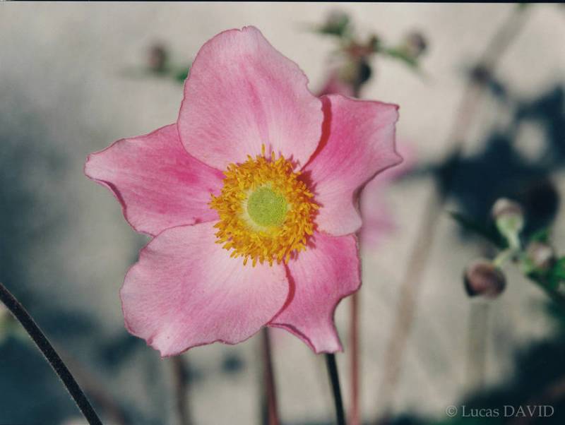 La fleur du vent