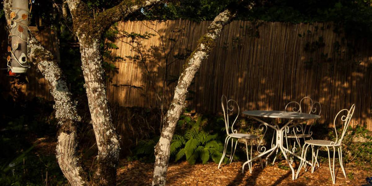 Salon de jardin prèsd'un fusain européen