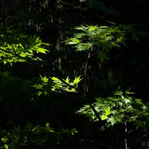 Feuilles d'érables japonais à l'ombre de grands frènes